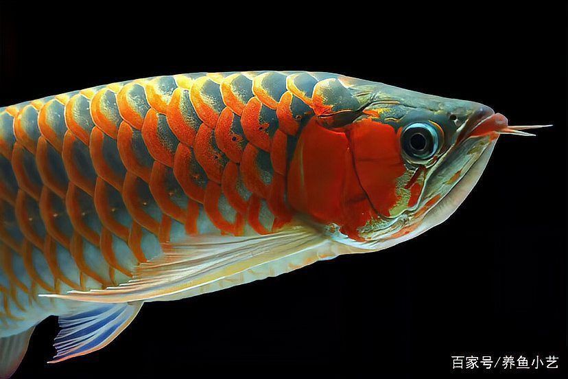 龍魚肚子鱗片潰爛會自愈嗎？
