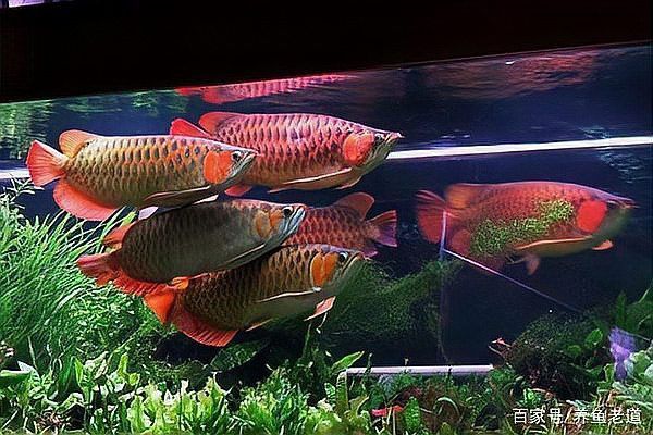 紅龍魚需要什么樣的過濾系統(tǒng)？