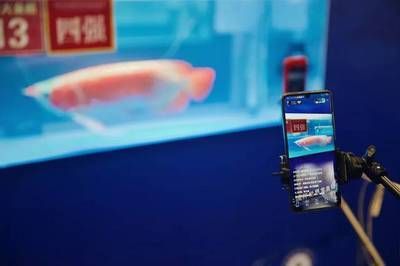 龍魚上色用多少k的燈光（紅龍魚上色燈光品牌推薦對比紅龍魚上色指數(shù)重要性）