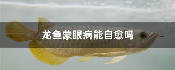龍魚蒙眼病最快的辦法治好是什么：龍魚蒙眼病最快的辦法治好是什么呢