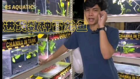 雷龍魚在哪里進(jìn)貨便宜（如何辨別雷龍魚品質(zhì)）