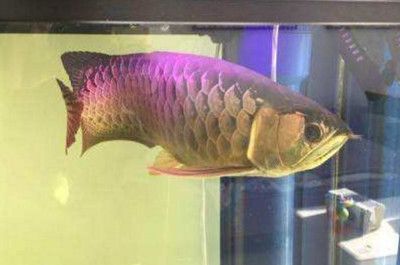 龍魚吃什么上色快又好看視頻大全：龍魚吃什么上色快又好看視頻大全推薦飼料選擇