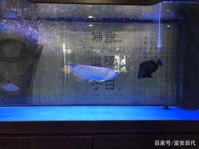 龍魚鳳魚虎魚可以混養嗎：龍魚、鳳魚、鳳魚和虎魚可以和什么魚混養嗎