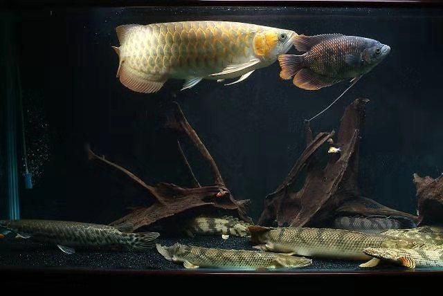 龍魚(yú)狀態(tài)不錯(cuò)卻不吃食的可能原因：龍魚(yú)狀態(tài)不錯(cuò)卻不吃食可能與水質(zhì)問(wèn)題、消化系統(tǒng)問(wèn)題有關(guān)