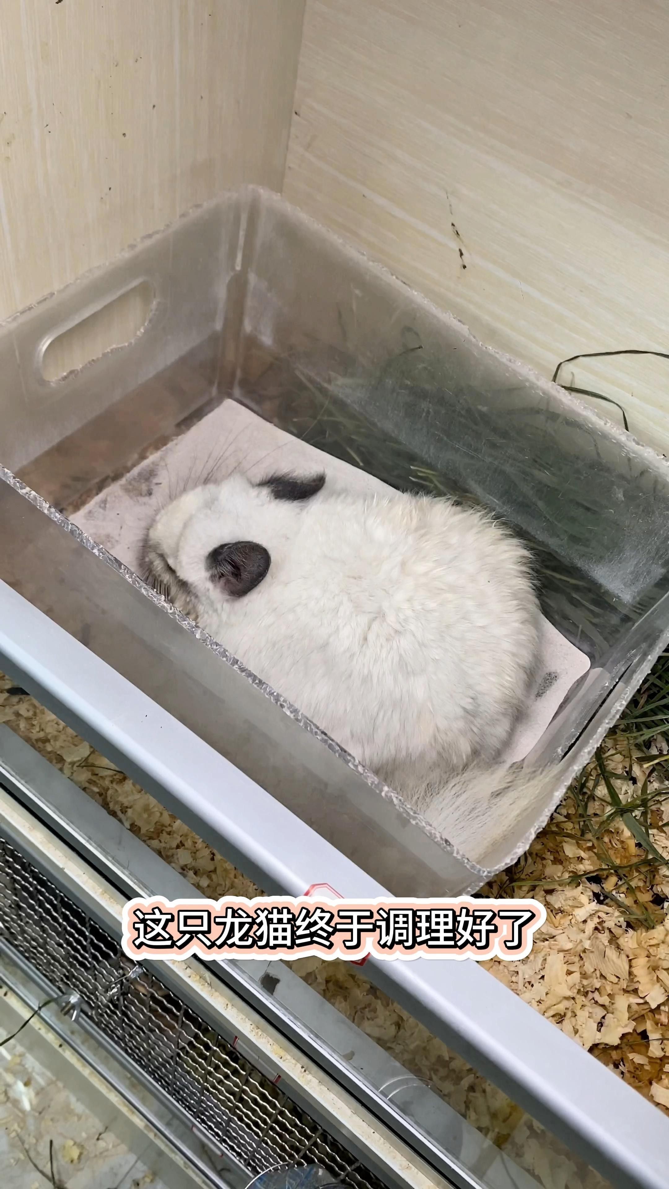 龍貓換糧后軟便怎么辦？