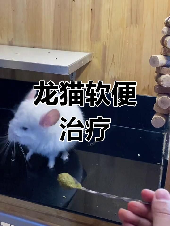 龍貓換糧后軟便怎么辦？