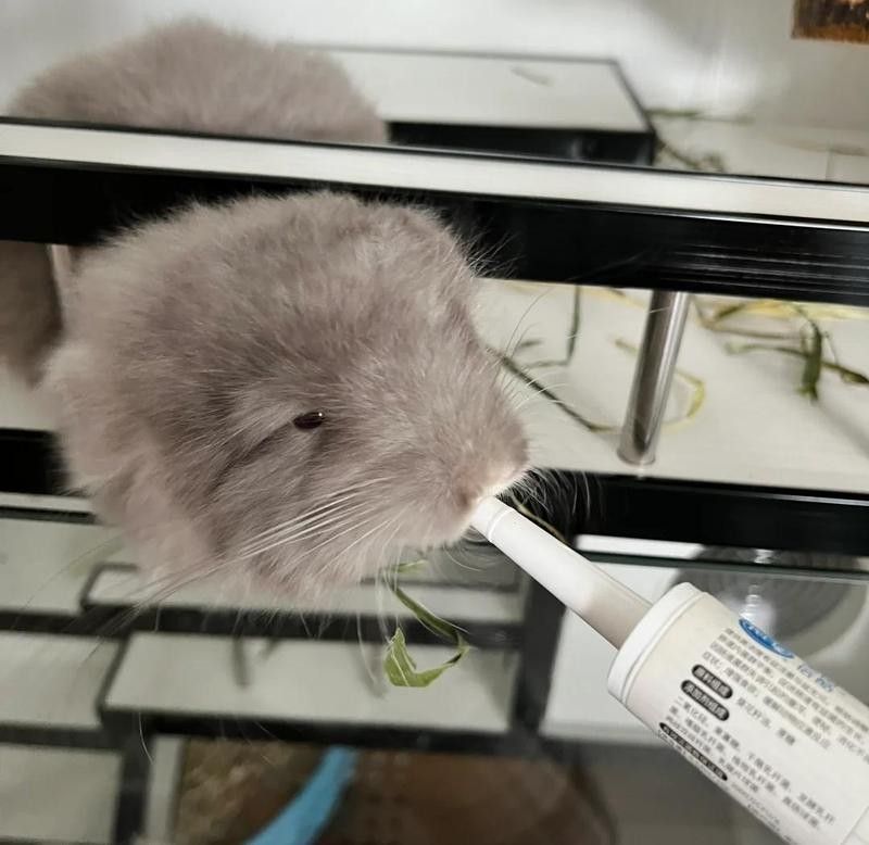龍貓換糧后軟便怎么辦？