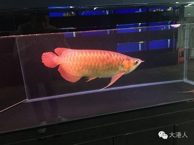 紅龍最好的配魚：紅龍魚與紅龍魚的配魚有什么說法，紅龍魚的配魚的寓意 紅龍最好的配魚：紅龍魚與紅龍魚的配魚有什么說法，紅龍魚的配魚的寓意 龍魚百科 第3張