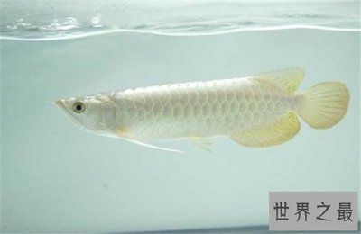 龍魚營養價值與功效與作用（龍魚的營養價值與功效）