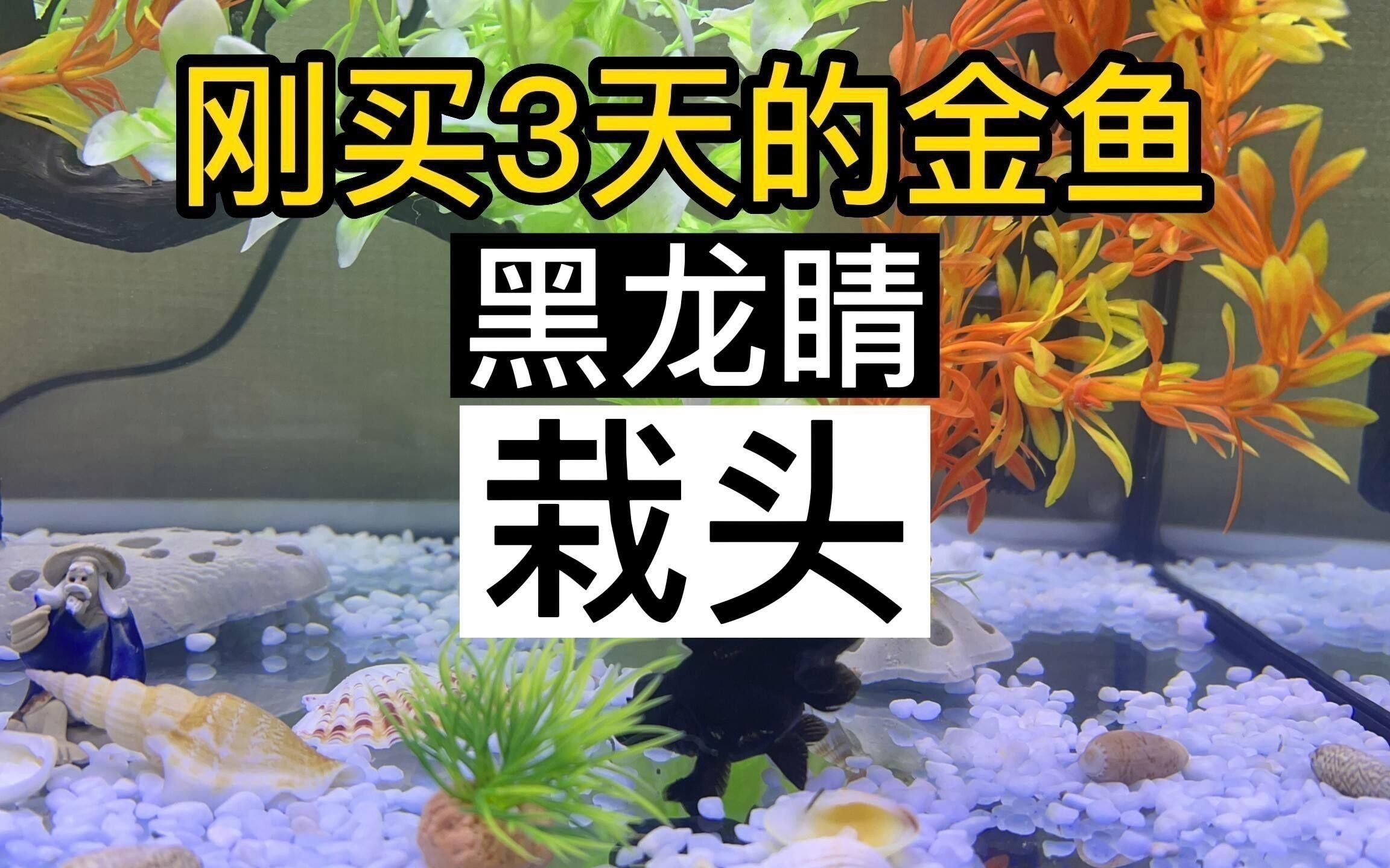 如何判斷黑龍睛金魚的品種純度？