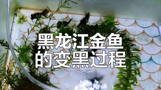 如何判斷黑龍睛金魚的品種純度？