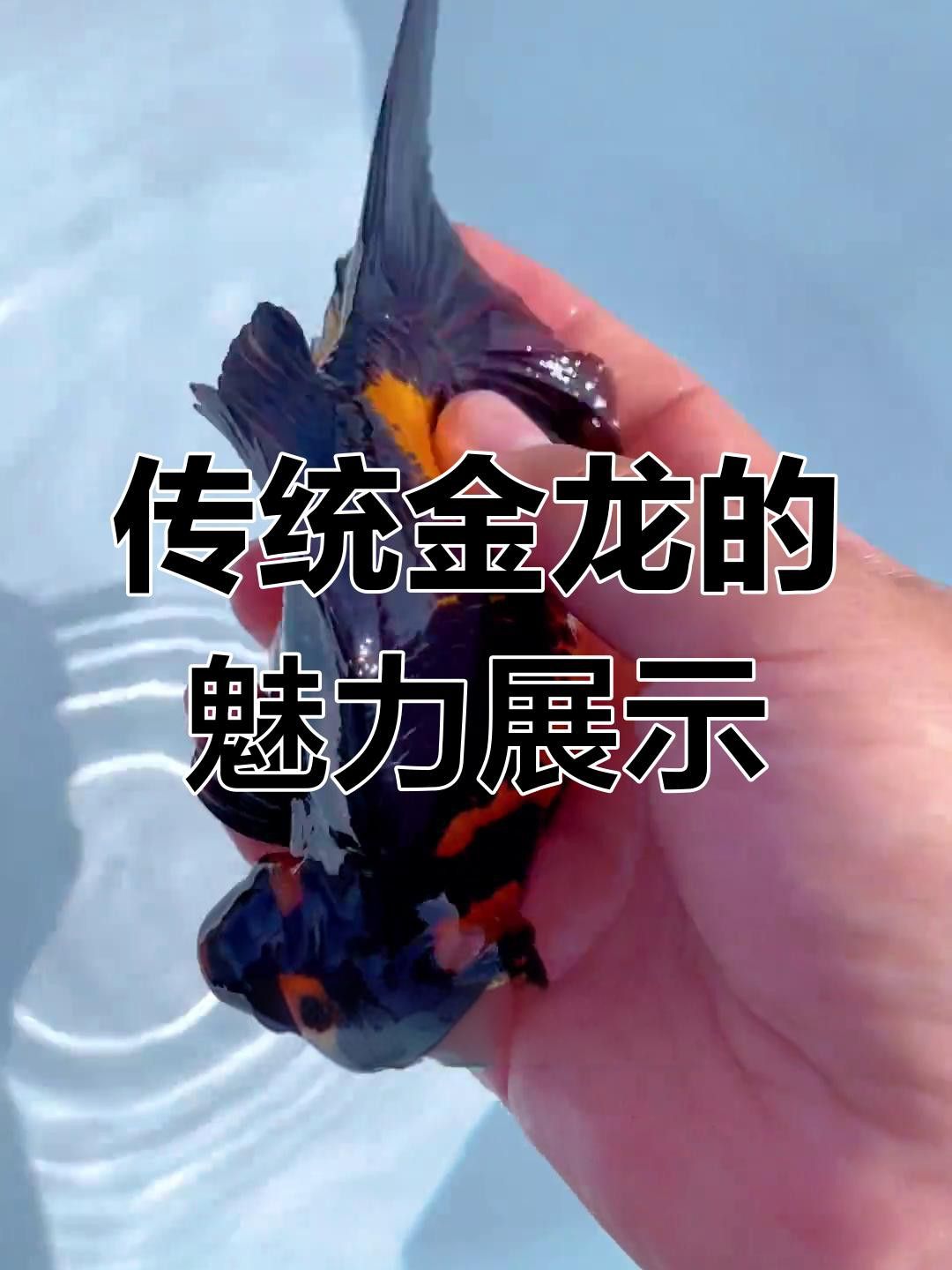 如何判斷黑龍睛金魚的品種純度？