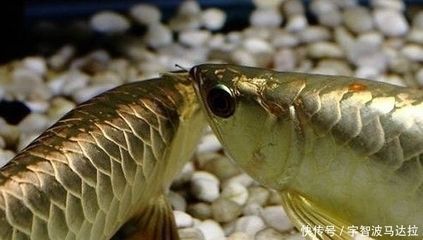 家里養(yǎng)龍魚(yú)風(fēng)水好嗎：風(fēng)水學(xué)中養(yǎng)龍魚(yú)需要注意一些事項(xiàng)，養(yǎng)龍魚(yú)對(duì)財(cái)運(yùn)有何影響