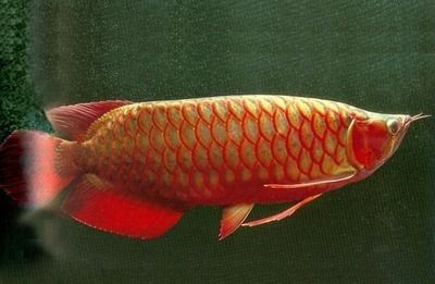 紅龍魚發色的過程圖：紅龍魚發色的過程中，紅龍魚發色的過程是一個長期且復雜的過程