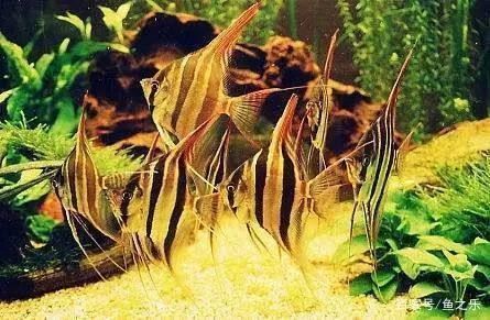 龍魚最佳搭配：龍魚混養(yǎng)搭配需要考慮到魚的品種、性格、體型等因素