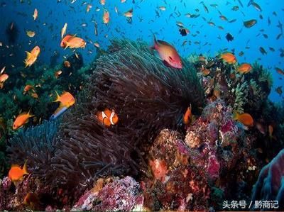 紅龍魚向右傾斜游什么原因【紅龍魚向右傾斜游什么原因紅龍魚向右傾斜游什么原因】