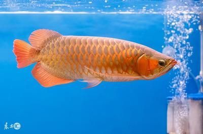 紅龍魚向右傾斜游什么原因【紅龍魚向右傾斜游什么原因紅龍魚向右傾斜游什么原因】