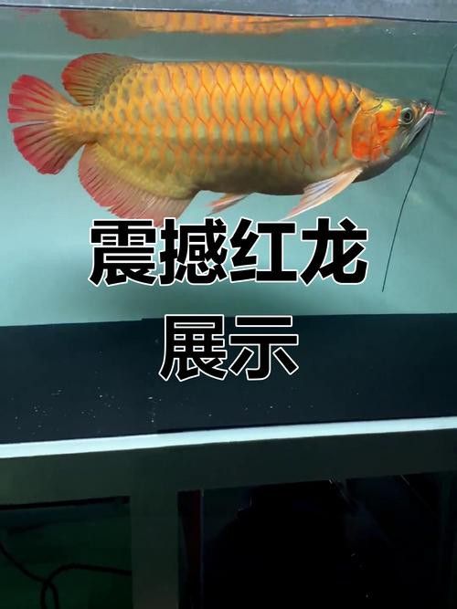 給我高清版的三款紅龍照片