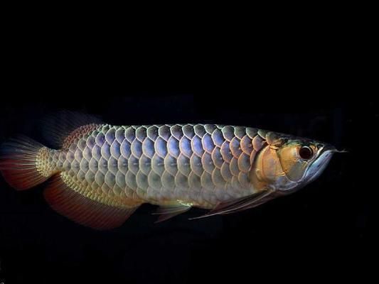 什么龍魚性價(jià)比高一點(diǎn)呢，性價(jià)比高的龍魚品種有哪些？