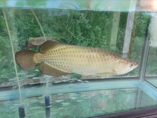 什么龍魚性價(jià)比高一點(diǎn)呢，性價(jià)比高的龍魚品種有哪些？