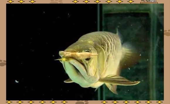 龍魚的喂養