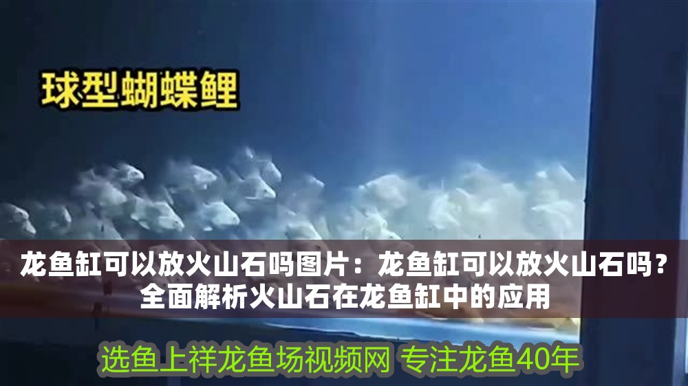龍魚缸可以放火山石嗎圖片：龍魚缸可以放火山石嗎？全面解析火山石在龍魚缸中的應用