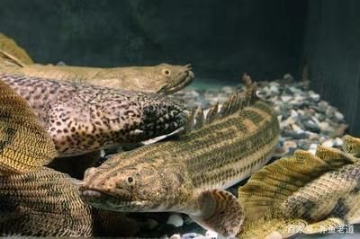 龍魚浮水面是不是缺氧了：關于龍魚浮水面是否缺氧的詳細信息