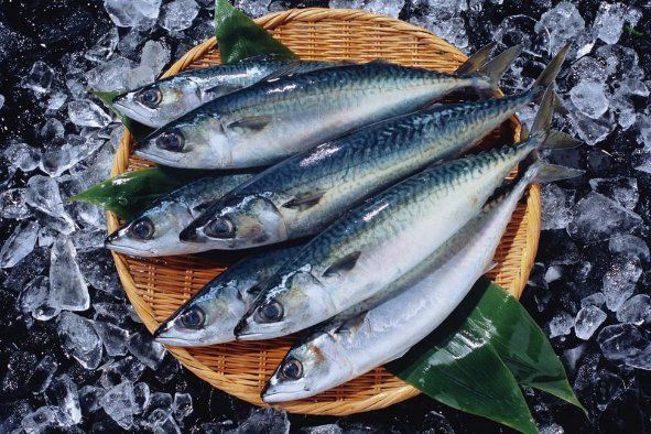 金元寶魚為何要盡量少吃