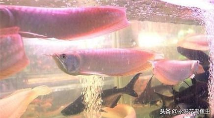 銀龍魚能一直喂干面包蟲嗎（長期單一喂食干面包蟲會給銀龍魚帶來一些健康問題嗎？）