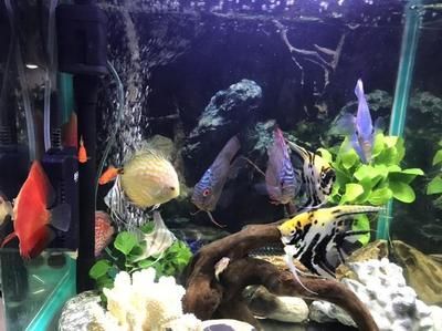 龍魚與七彩神仙魚混養可以嗎：如何判斷龍魚的攻擊性，七彩神仙魚的繁殖技巧