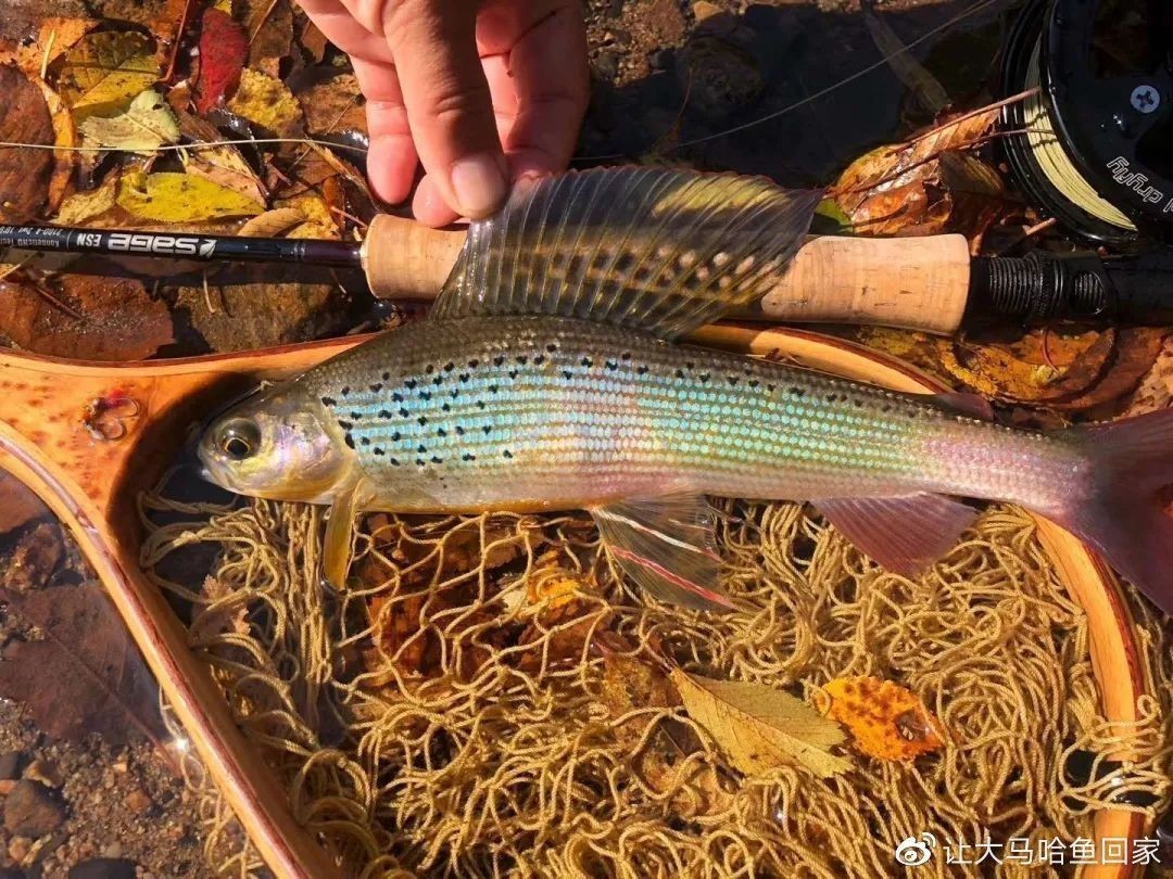 黑龍江茴魚市場價值：黑龍江茴魚與其他茴魚比較，黑龍江茴魚的營養價值分析