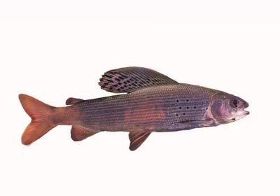 黑龍江茴魚市場價值：黑龍江茴魚與其他茴魚比較，黑龍江茴魚的營養價值分析