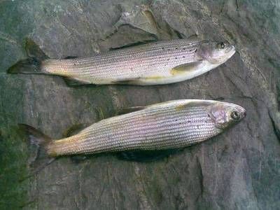 黑龍江茴魚市場價值：黑龍江茴魚與其他茴魚比較，黑龍江茴魚的營養價值分析
