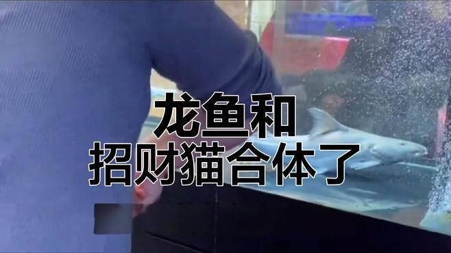 招財貓魚吃龍魚視頻