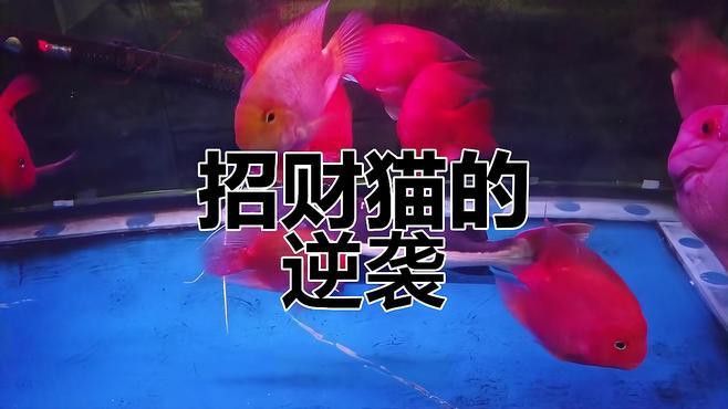 招財貓魚吃龍魚視頻