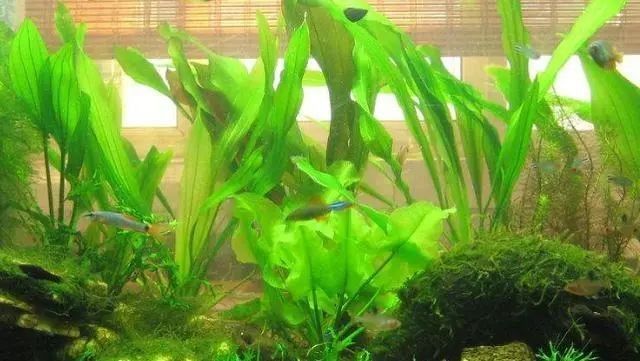 龍魚缸要放鹽嗎