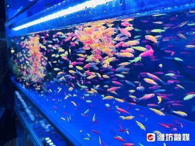 金龍魚(yú)水族館北一路：關(guān)于“金龍魚(yú)水族館北一路”的信息
