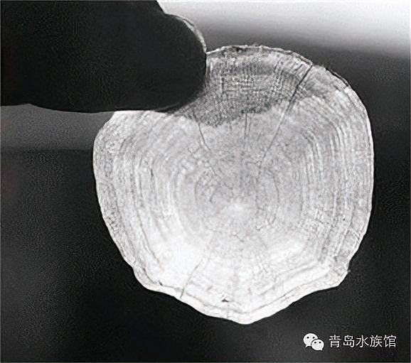 如何判斷雷龍魚的年齡？