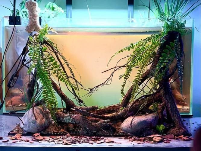 養龍魚的魚缸怎么造景圖片大全