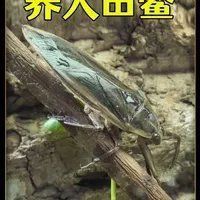 坤桑野外來(lái)養(yǎng)昆蟲(chóng)