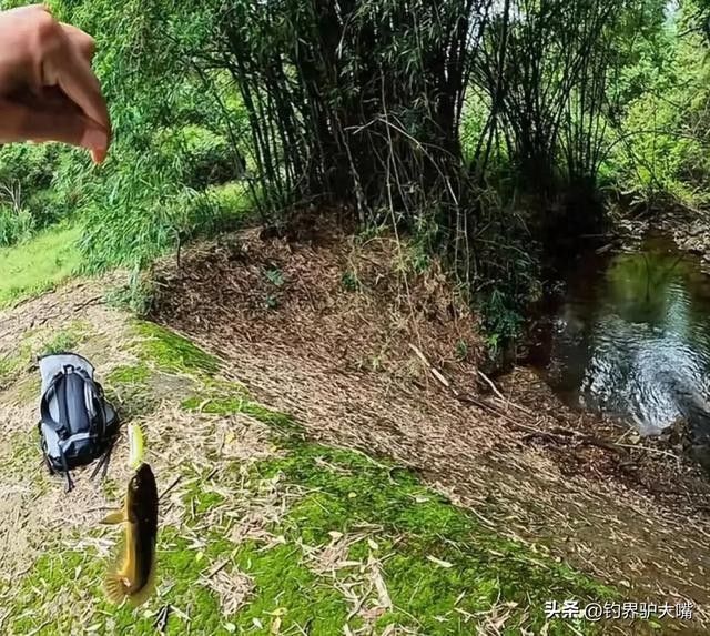 龍魚的虎斑是什么顏色