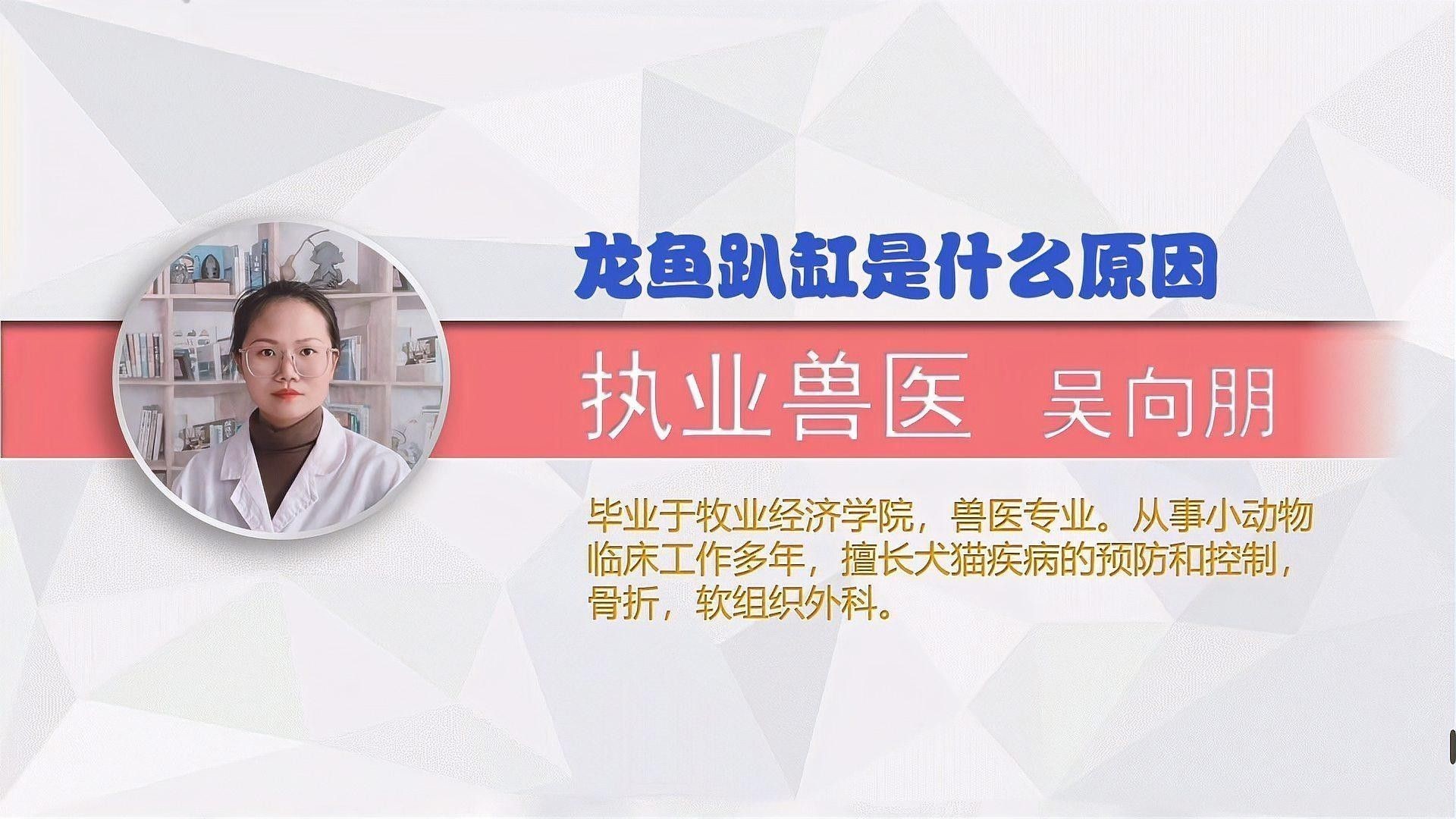 金龍魚趴缸是怎么回事