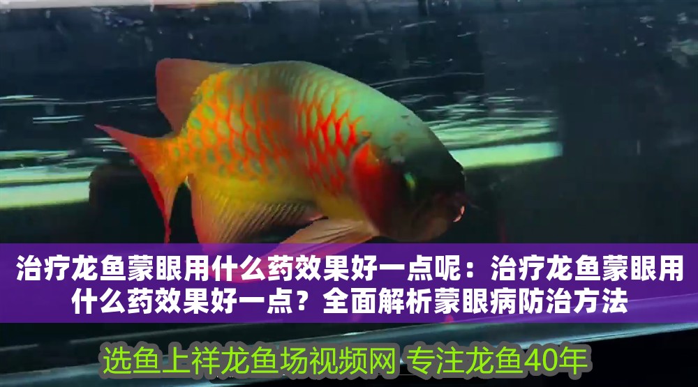 治療龍魚(yú)蒙眼用什么藥效果好一點(diǎn)呢：治療龍魚(yú)蒙眼用什么藥效果好一點(diǎn)？全面解析蒙眼病防治方法