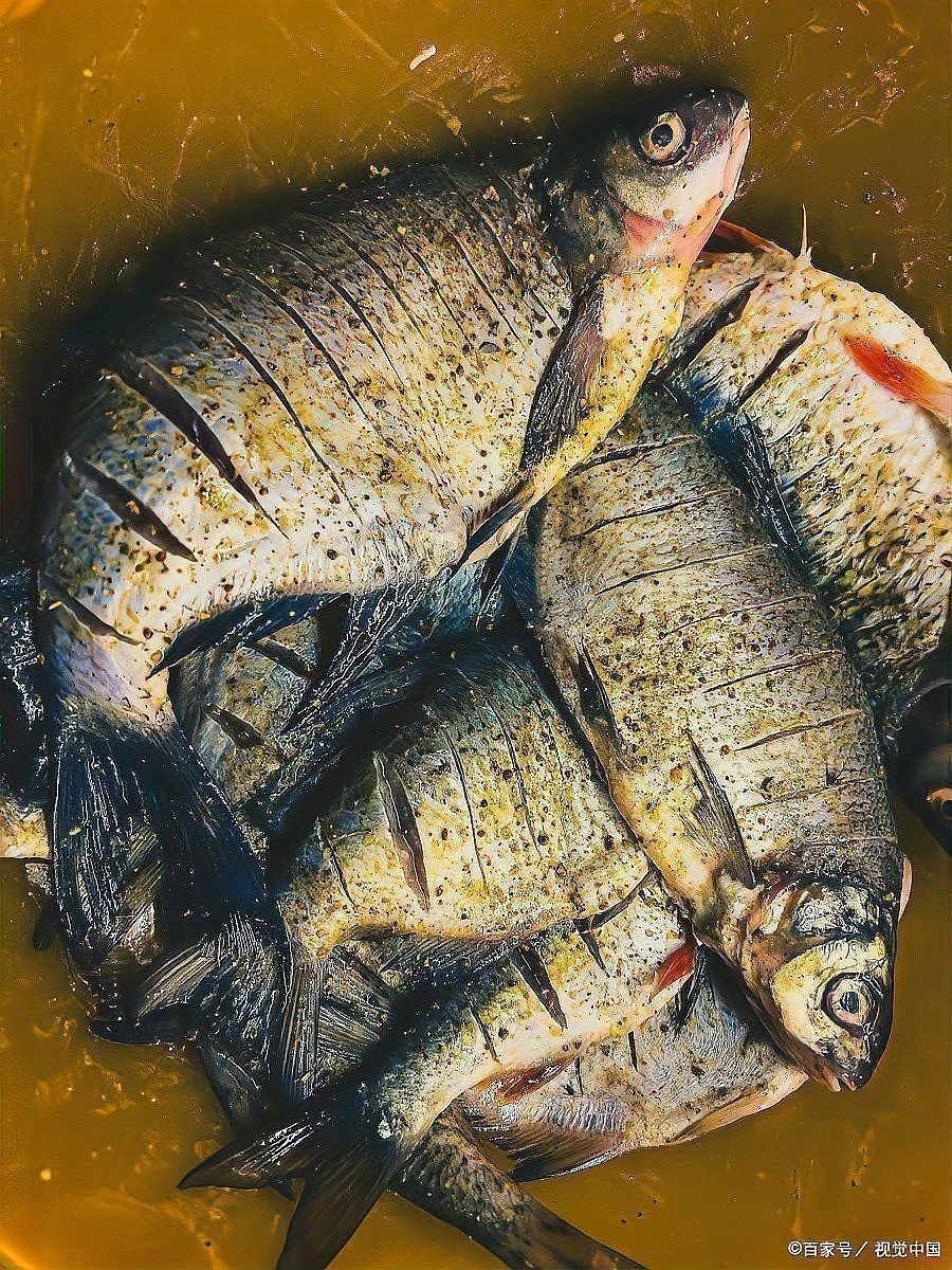 一缸魚一條得了鰓病要傳染嗎