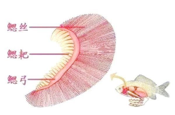 一缸魚一條得了鰓病要傳染嗎