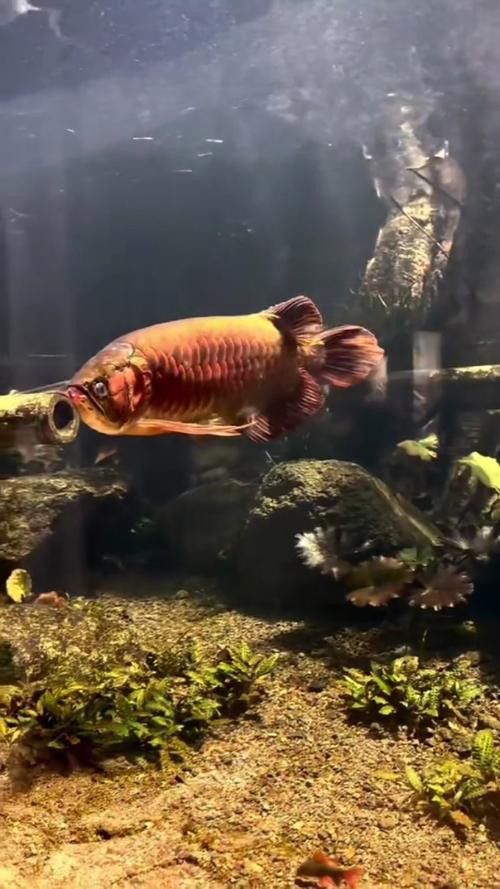 印尼紅龍魚養(yǎng)殖方法和技術(shù)圖解