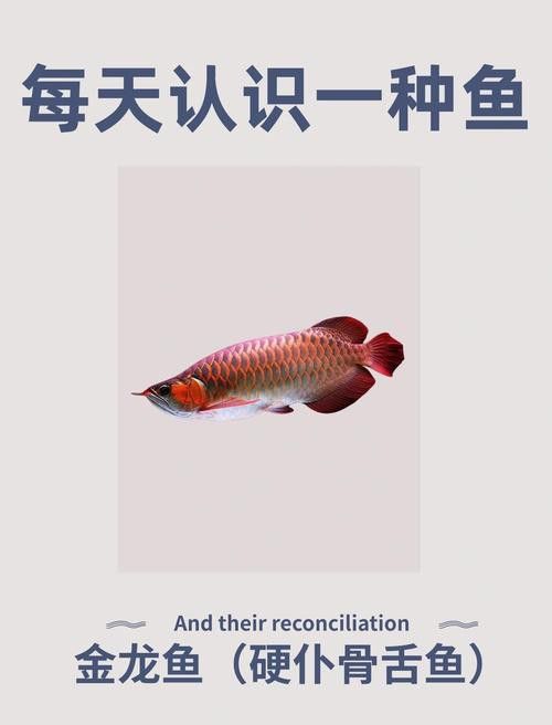印尼紅龍魚養(yǎng)殖方法和技術(shù)圖解