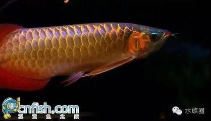 龍魚是龍的后代嗎：龍魚是否為龍的后代這一問題,龍魚的飼養技巧有哪些