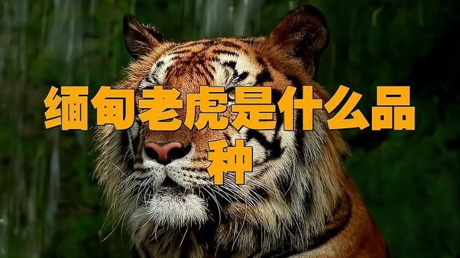 緬甸老虎是什么品種