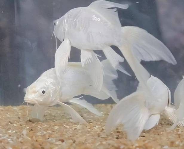 化骨龍魚圖片欣賞大全